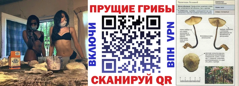 Галлюциногенные грибы Psilocybine cubensis Шали